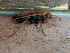 Hemipepsis mauritanica