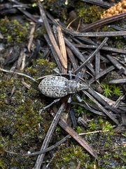 Trichalophus alternatus