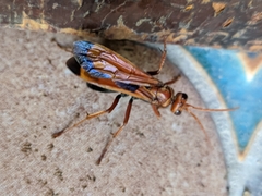 Hemipepsis mauritanica