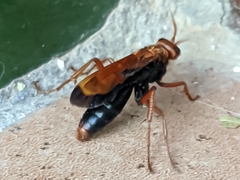Hemipepsis mauritanica