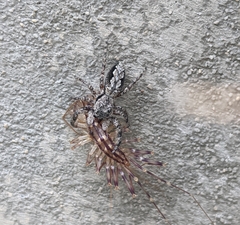 Platycryptus undatus