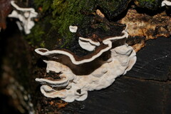 Datronia brunneoleuca