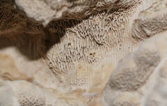 Datronia brunneoleuca