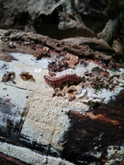 Pseudopolydesmus canadensis