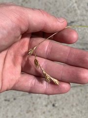 Carex foenea