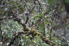 Lepidocolaptes affinis