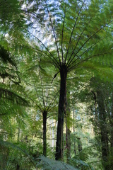 Cyathea cunninghamii