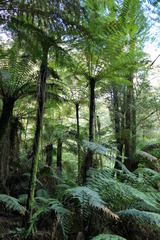 Cyathea cunninghamii