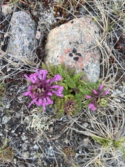 Pedicularis verticillata