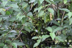 Oncidium sphacelatum