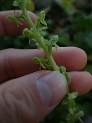 Platanthera stricta