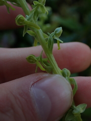 Platanthera stricta