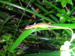 Takydromus stejnegeri