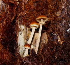 Descolea phlebophora