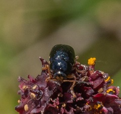 Cryptocephalus flavipes