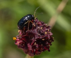 Cryptocephalus flavipes