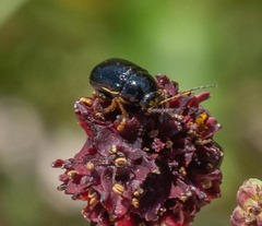 Cryptocephalus flavipes