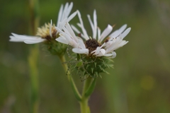 Eurybia eryngiifolia