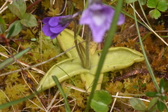 Pinguicula macroceras