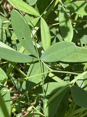 Baptisia albescens