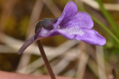 Pinguicula macroceras