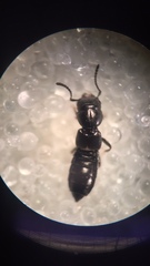 Platystethus alutaceus