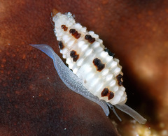 Pseudodaphnella barnardi