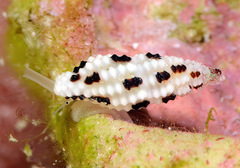 Pseudodaphnella barnardi