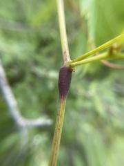 Ampeloglypter sesostris