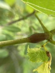 Ampeloglypter sesostris