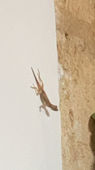 Anolis