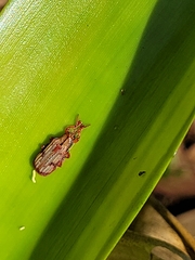 Acentroptera norrisii