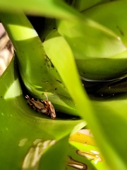 Acentroptera norrisii