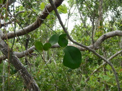 Smilax havanensis