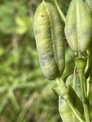 Baptisia albescens