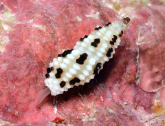 Pseudodaphnella barnardi