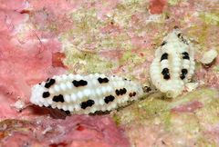 Pseudodaphnella barnardi