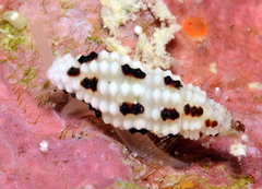 Pseudodaphnella barnardi