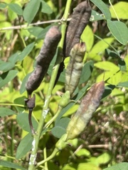 Baptisia albescens