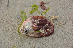 Haliotis kamtschatkana