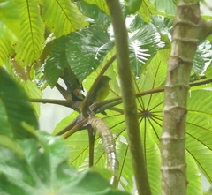 Euphonia laniirostris
