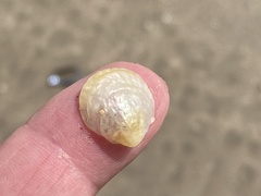 Crepipatella lingulata