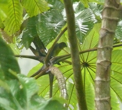Euphonia laniirostris