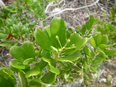 Erithalis fruticosa
