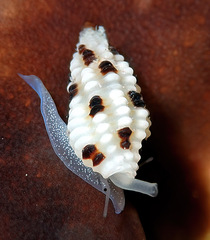 Pseudodaphnella barnardi