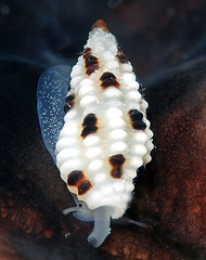 Pseudodaphnella barnardi
