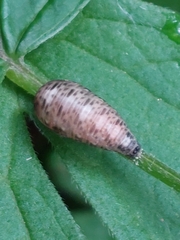 Lapposyrphus