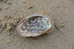 Haliotis kamtschatkana