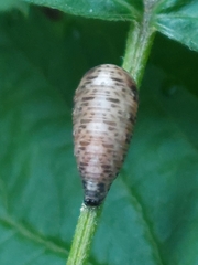 Lapposyrphus