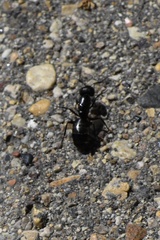 Camponotus